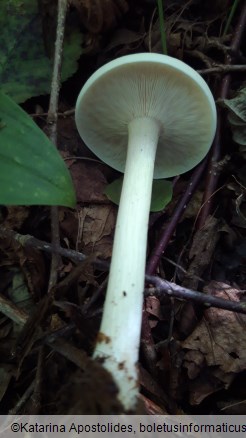 Melanoleuca strictipes