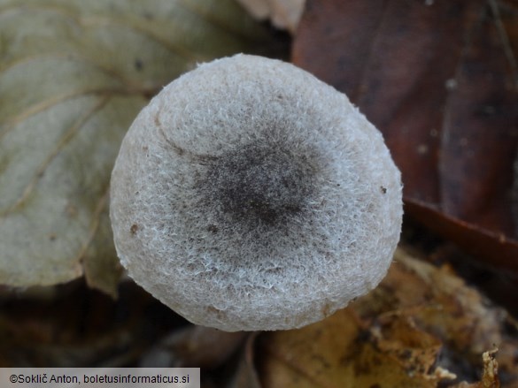 Inocybe petiginosa