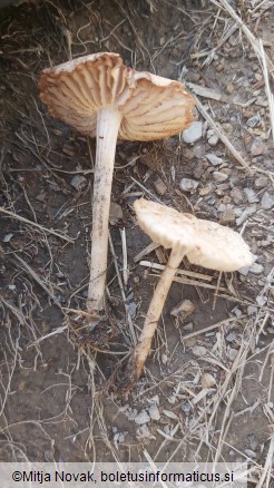 Marasmius oreades