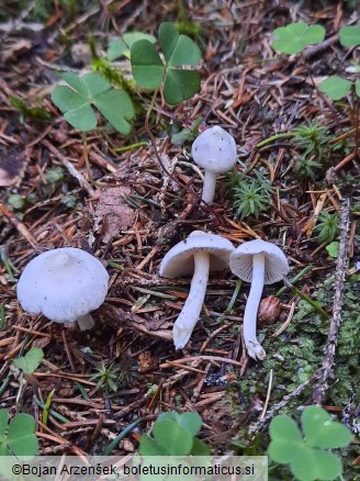 Inocybe geophylla