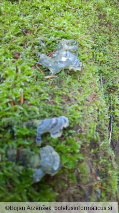 Trametes versicolor