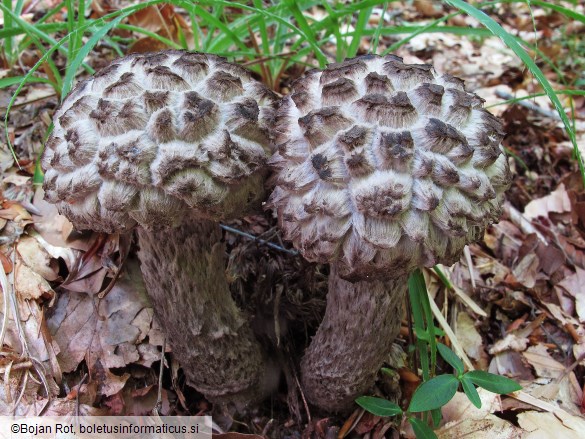 Strobilomyces strobilaceus