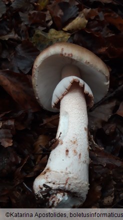 Amanita rubescens