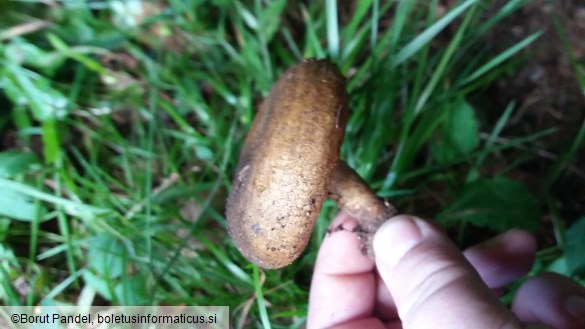 Lactarius necator