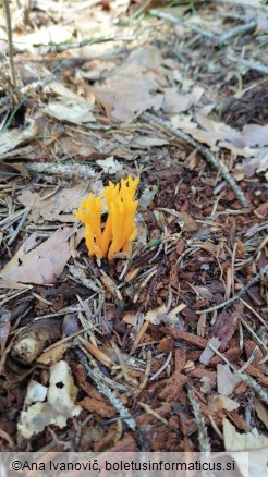 Calocera viscosa