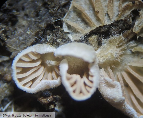 Entoloma byssisedum