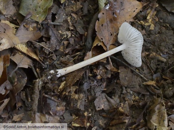 Hymenopellis hygrophoroides