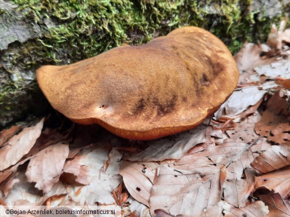 Neoboletus erythropus