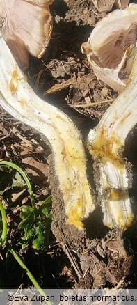 Agaricus xanthodermus var. lepiotoides