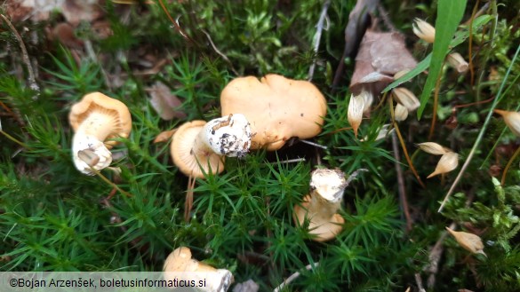 Cantharellus cibarius