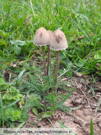 Panaeolus papilionaceus