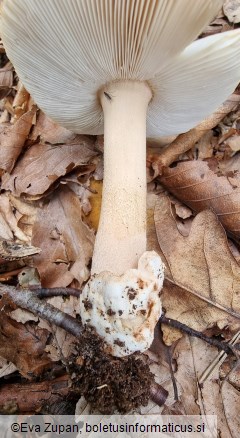 Amanita fulvoides