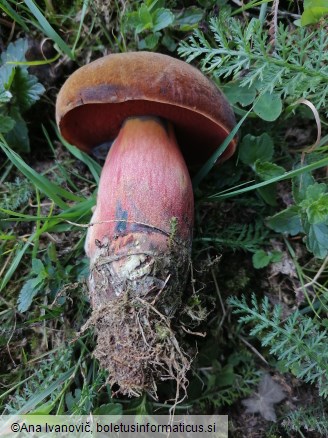 Neoboletus erythropus