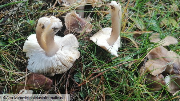 Tricholoma scalpturatum