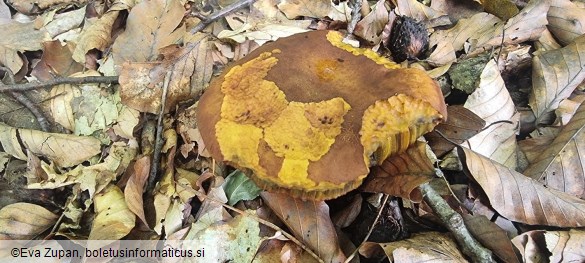 Neoboletus xanthopus