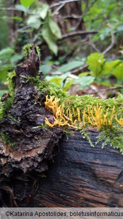 Calocera cornea