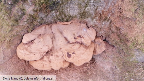 Ganoderma applanatum