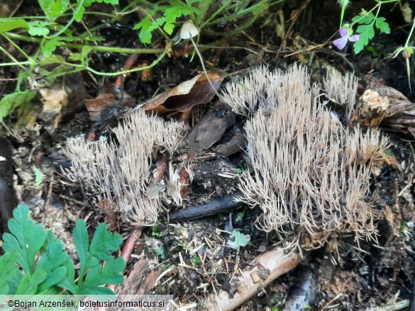 Pterula multifida