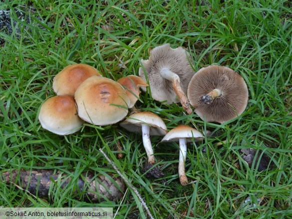 Pholiota mixta