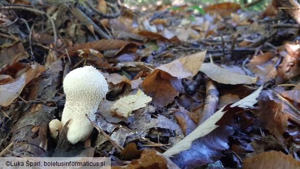 Lycoperdon perlatum