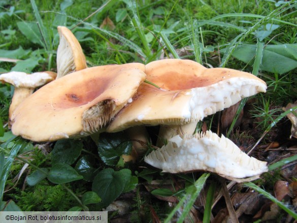 Lactarius volemus