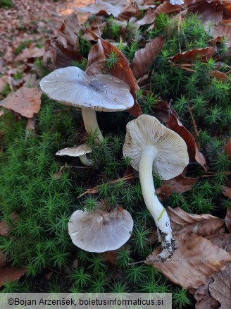 Tricholoma portentosum