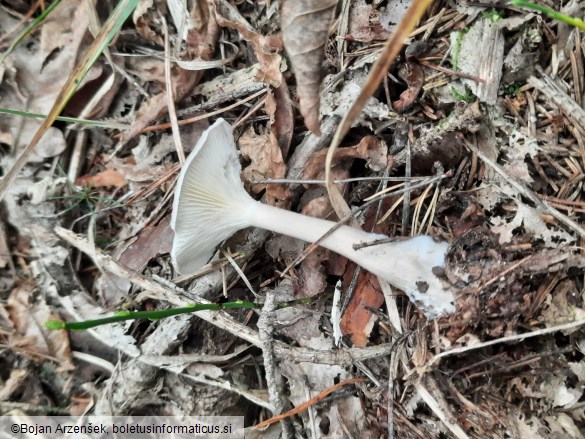 Ampulloclitocybe clavipes