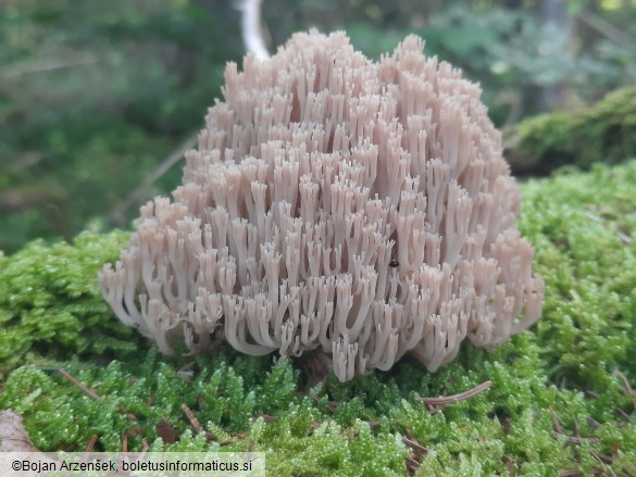 Artomyces pyxidatus