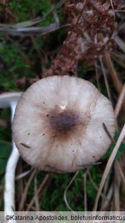 Hygrophorus hypothejus