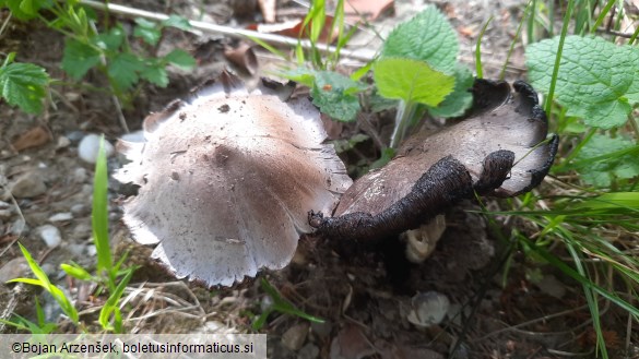 Coprinopsis romagnesiana