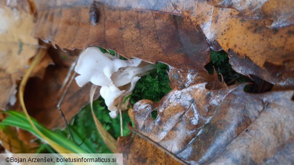 Helvella crispa