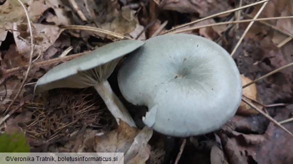 Clitocybe odora