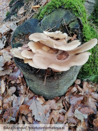 Pleurotus ostreatus