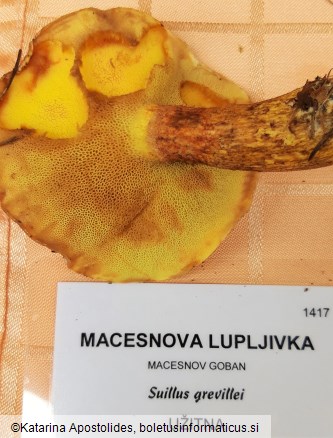 Suillus grevillei