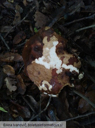 Boletus edulis