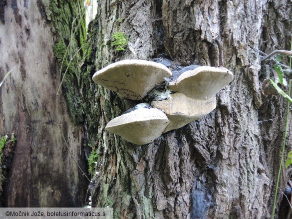 Phellinus igniarius