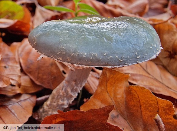 Stropharia caerulea