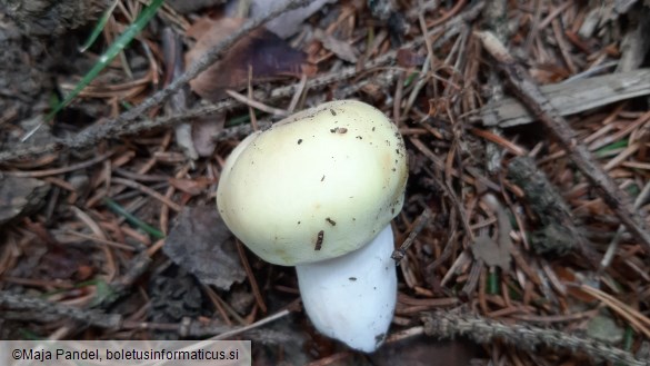 Russula violeipes