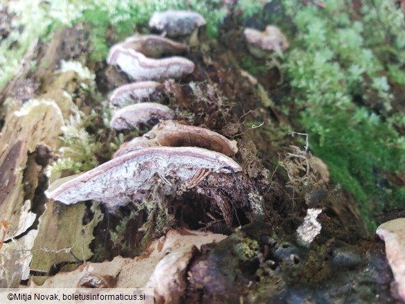 Heterobasidion parviporum