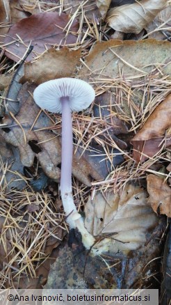 Mycena pura