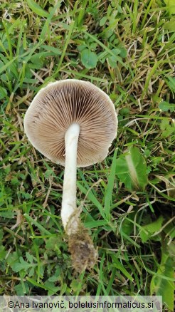 Agrocybe dura