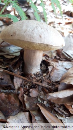 Boletus reticulatus