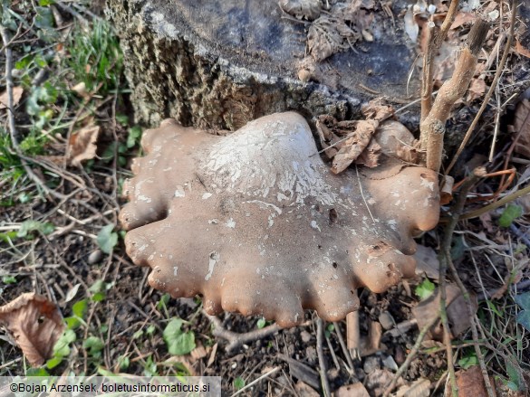 Fomitopsis betulina