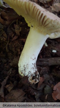 Russula romellii