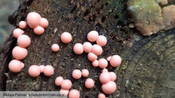 Lycogala epidendrum