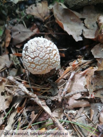 Amanita rubescens