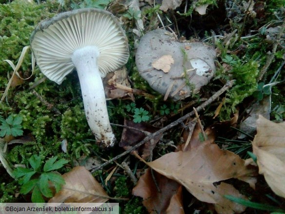 Hygrophorus marzuolus