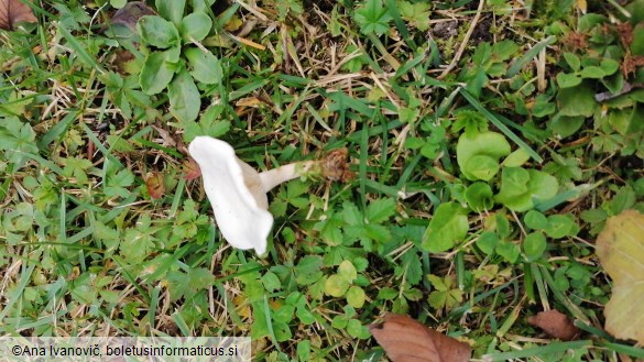 Clitocybe dealbata