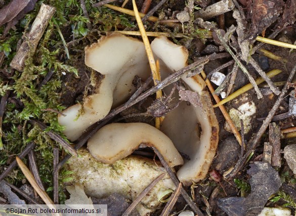Geopora sumneriana