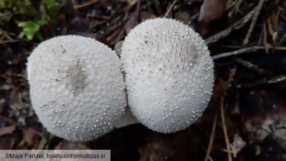 Lycoperdon perlatum